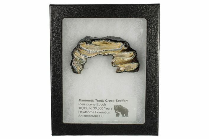 Mammoth Molar Slice with Case - South Carolina #193869